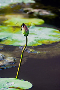 蜻蜓荷花摄影照片_白天户外一只蜻蜓立在花苞上游玩摄影图配图