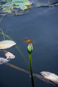 小清新荷花摄影照片_白天户外一只小蜻蜓立在荷花花苞上摄影图配图