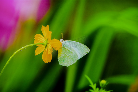 清新花朵摄影照片_白天雨后一只白蝴蝶在花朵上游玩摄影图配图