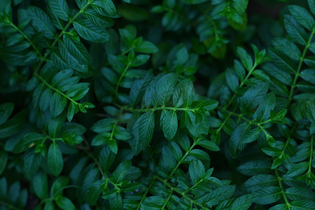 小清新树叶花摄影照片_长沙下午萼距花紫花满天星植物摄影图配图