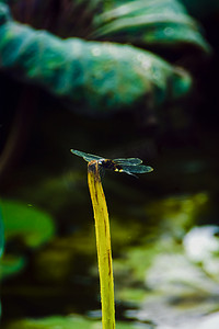 白天户外一只小蜻蜓立在荷枝上游玩摄影图配图