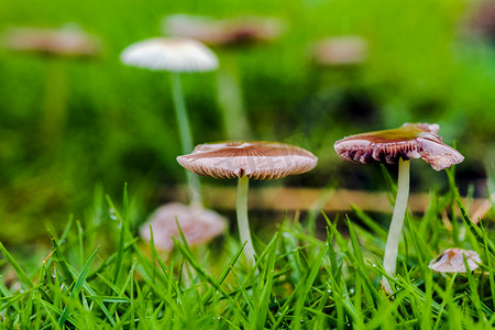 白天雨后小蘑菇在草地上冒出摄影图配图