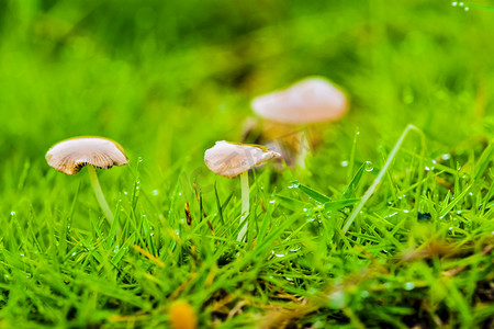 草地雨水摄影照片_白天下雨后小蘑菇在草坪上生长摄影图配图