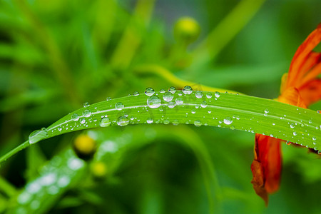 白天户外雨珠在植物叶子凝挂摄影图配图