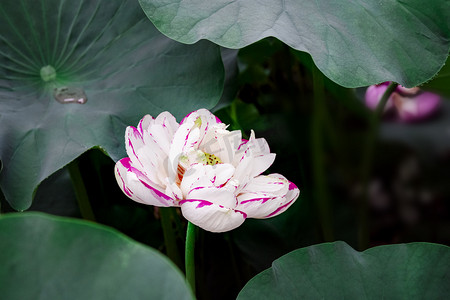 朵摄影照片_雨后早晨户外一朵白荷摄影图配图