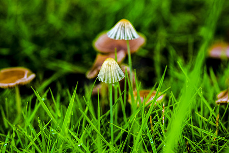 草地雨水摄影照片_白天下雨后小蘑菇在草地上生长摄影图配图