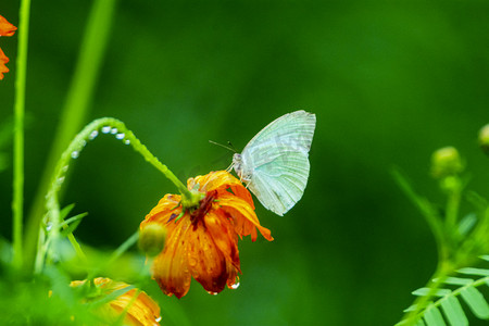 蝴蝶文艺摄影照片_白天下雨后一只白蝴蝶在花朵上采蜜摄影图配图
