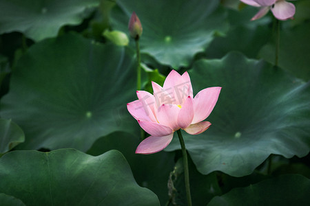 小暑节气夏天夏季摄影照片_雨后植物美丽的荷叶荷花摄影图配图