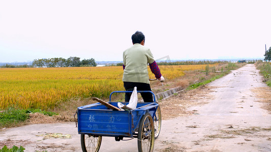 老奶奶摄影照片_农民老奶奶在稻田边骑车