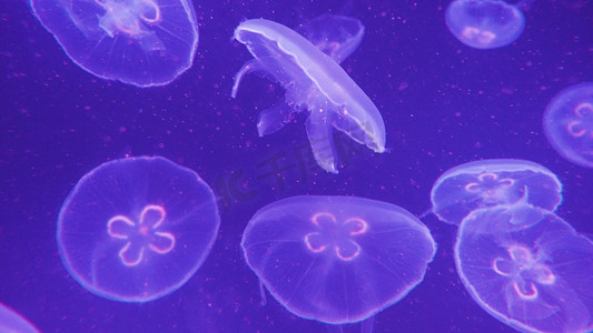 暗金渐变色摄影照片_水族馆夜光水母漂浮浮生物海洋风景海底世界