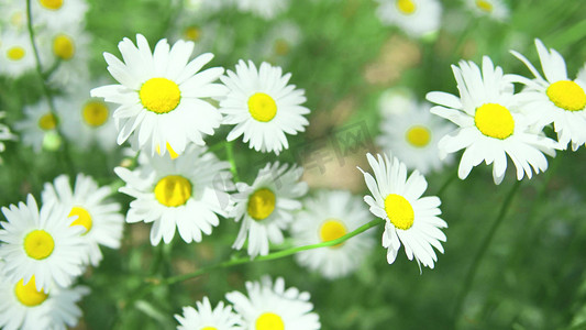 夏天植物花朵摄影照片_夏天夏日文艺自然风景阳光下的小雏菊
