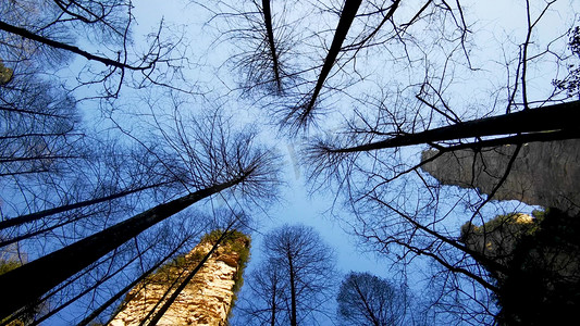 阴森古堡摄影照片_仰拍笔直恐怖枯木树枝