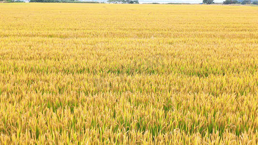 成熟的稻谷摄影图片-成熟的稻谷摄影作品-千库网