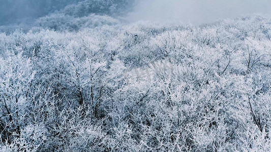 高山树林上积满了雪