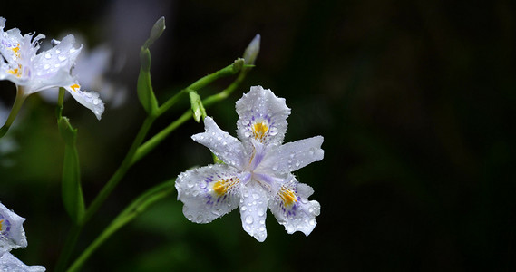 蝴蝶花春天春雨雨中花朵