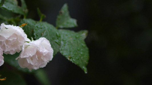 雨风景摄影照片_雨中的月季花