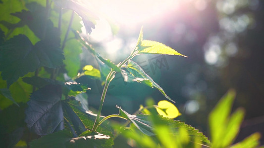 植物阳光摄影照片_实拍夏天阳光照射植物文艺清新