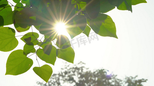 唯美光束夏天实拍阳光穿过树叶