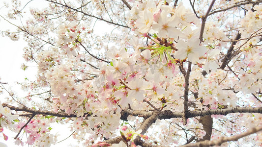 实拍春天春季粉色樱花艳丽盛开风景