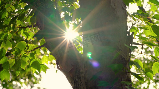实拍夏天唯美阳光透过树木浪漫