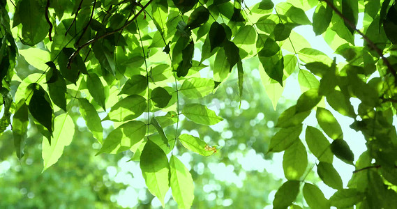 彩绘树叶PNG摄影照片_夏天绿植树叶透光风景文艺清新