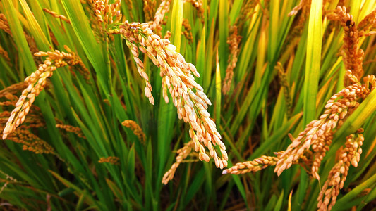 水稻丰收摄影照片_秋天成熟的金色水稻麦穗实拍