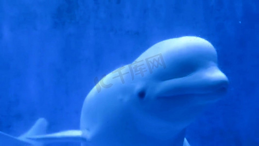 极地水族馆白鲸水下实拍