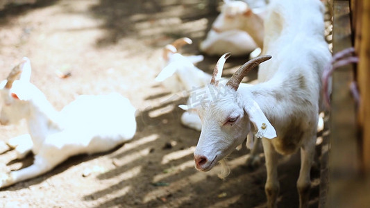 养殖场粪便摄影照片_动物世界畜牧业山羊