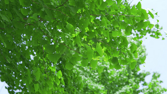 绿色圆角粽子摄影照片_夏天阳光下的绿植银杏树风景绿色树叶自然风景