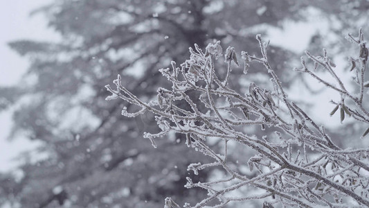 唯美冬天大雪纷飞中的树枝嫩芽