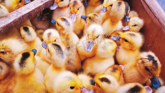 实拍幼鸭可爱的小动物鸭苗农业家禽经济发展