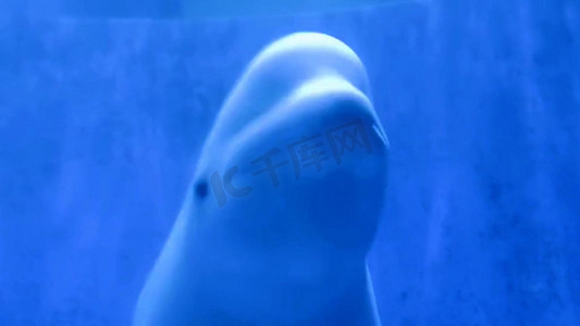 极地水族馆白鲸水下游泳