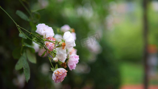 雨风景摄影照片_雨中的月季花