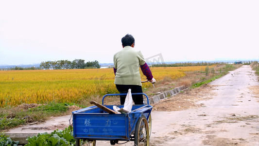 老奶奶摄影照片_实拍农民老奶奶在稻田边骑三轮车