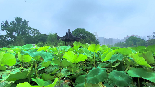 暴雨摄影照片_实拍公园亭子唯美景色荷塘大雨夏季夏日夏天风景自然风景