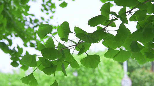 绿植花卉海报摄影照片_夏天阳光下的绿植银杏树树叶自然风景