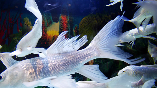 实拍白色金鱼