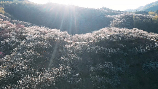 航拍山上成片梅花花海风景