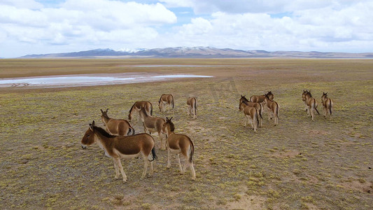 可可西里无人区草原藏野驴动物