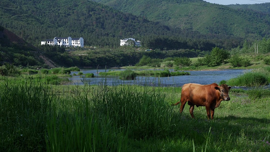 夏日河边老牛吃草