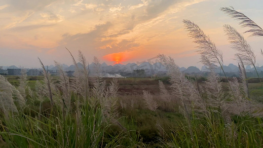 初秋唯美夕阳下的芦苇