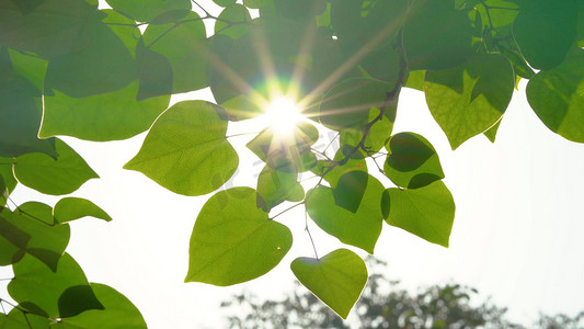 夏天实拍阳光透过树叶小清新光影