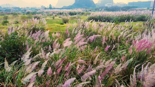 秋冬季舞动的芒草植物风景