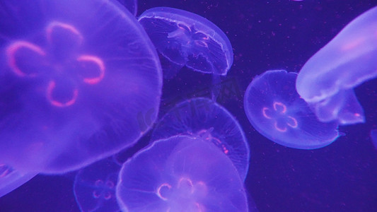 生物环保摄影照片_海中夜光水母漂浮浮生物海洋风景