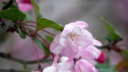 春天春雨雨中粉色花朵海棠花