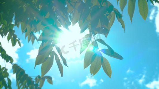 竖版证书中国风摄影照片_实拍夏天阳光蓝天下的树叶唯美光影