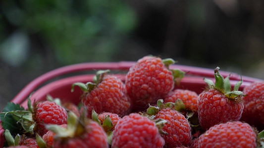 童年回忆水果覆盆子树莓