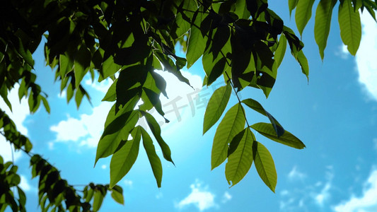 中国风春夏秋冬摄影照片_实拍夏天蓝天下的黄葛树唯美光影