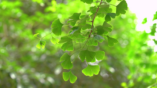 绿色养生名片摄影照片_夏天的绿色银杏树叶风景