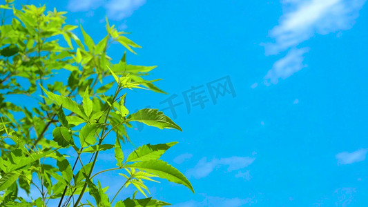 实拍唯美清新夏天夏日风光风景绿色植物